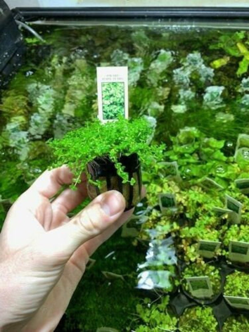 Dwarf baby tears live aquarium plant