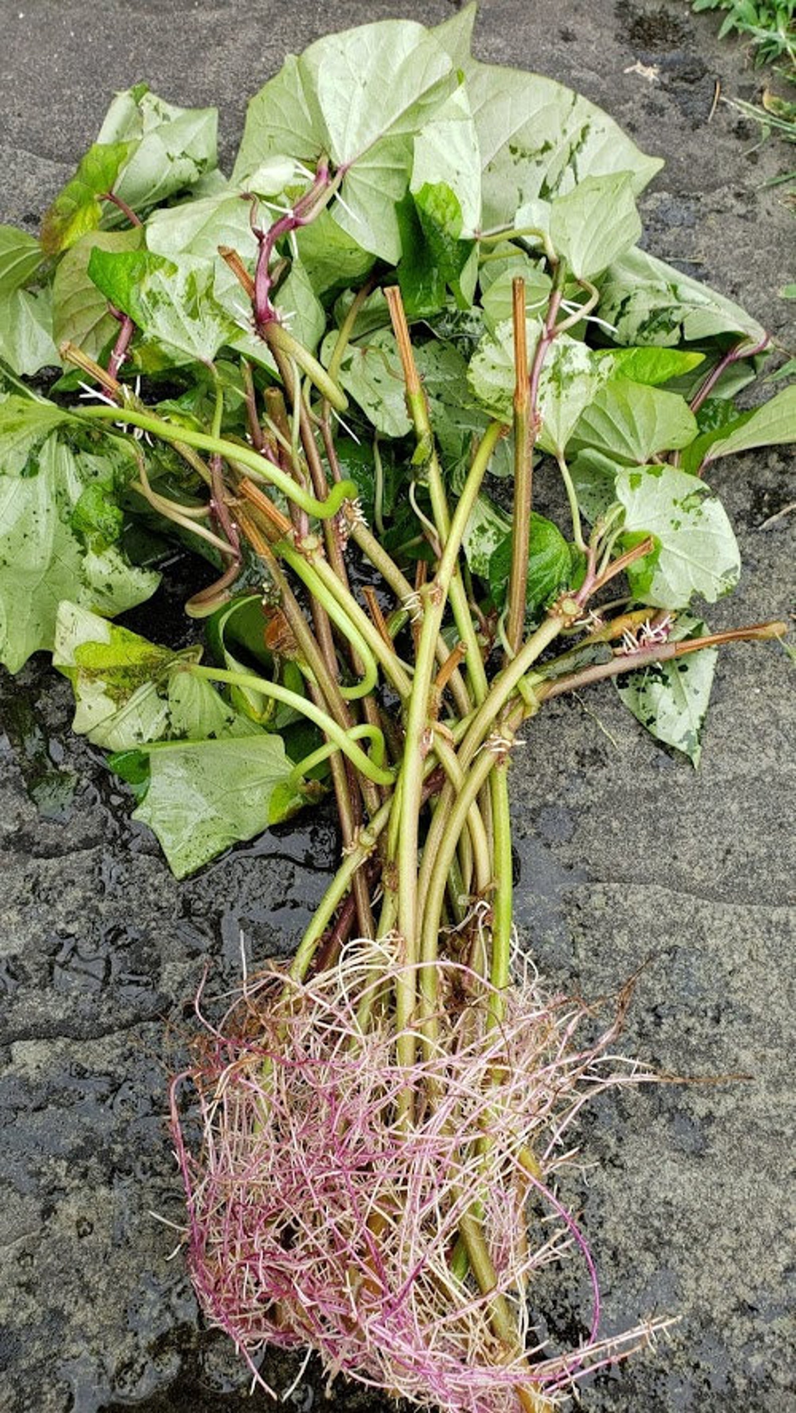 10 Variety Pack of Asian Purple Sweet Potato Slips Cuttings Etsy