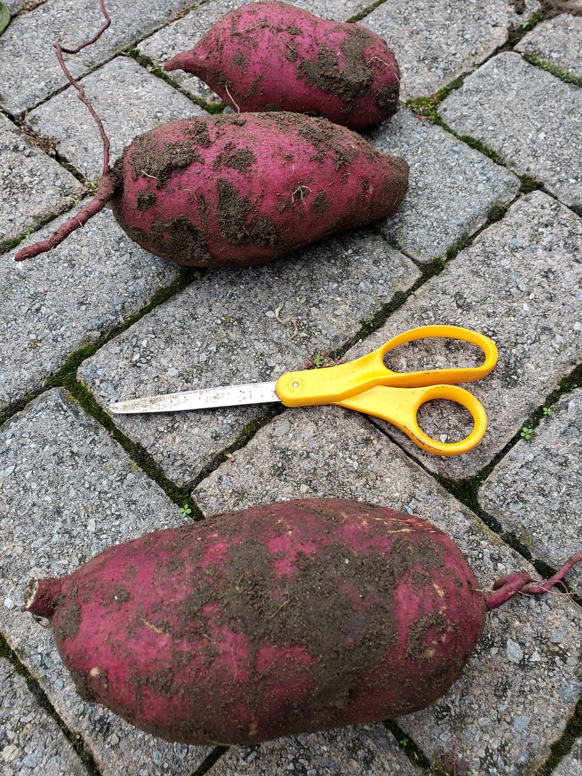 28 Variety Pack of Asian Purple Sweet Potato Rooted Slips Cuttings purple Stokes, Murasaki