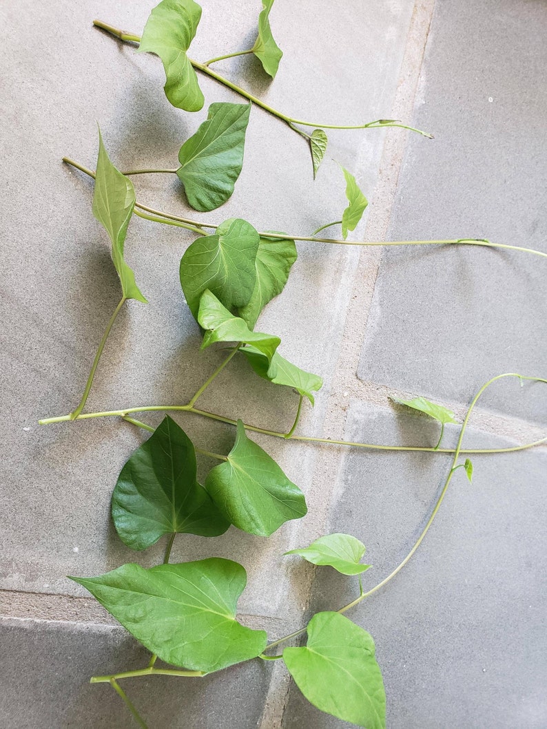 18 Variety Pack of Asian Purple Sweet Potato Slips Cuttings purple Stokes, Molokai, Okinawan