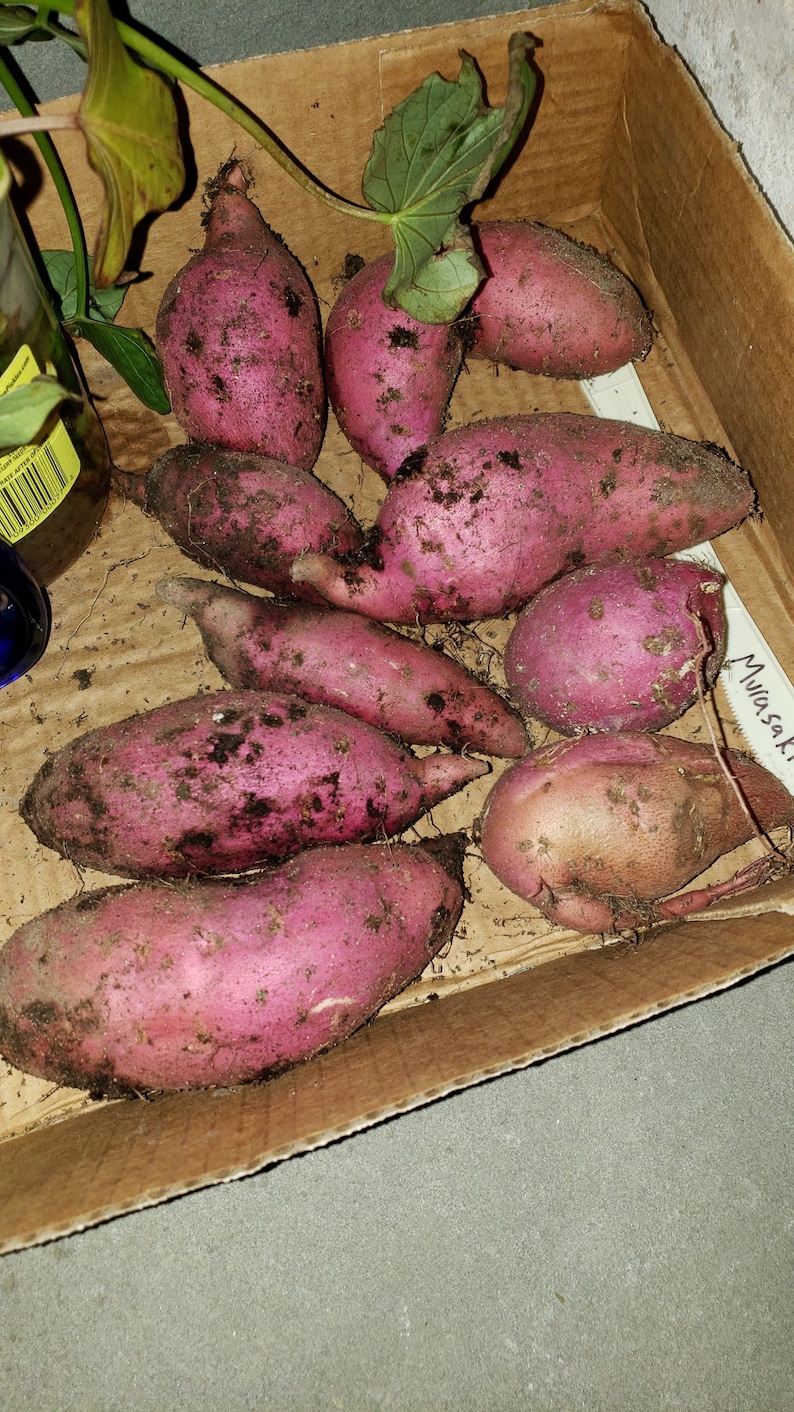 18 Variety Pack of Asian Purple Sweet Potato Slips Cuttings purple Stokes, Molokai, Okinawan