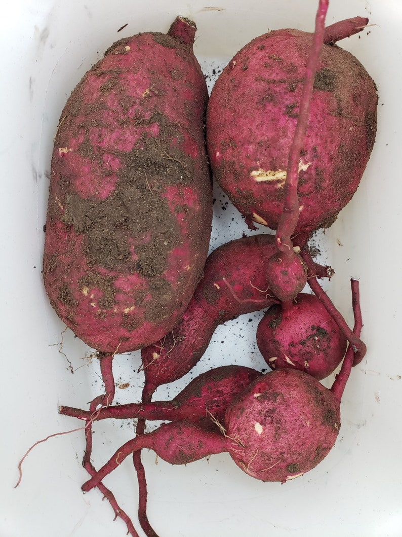 18 Variety Pack of Asian Purple Sweet Potato Slips Cuttings purple Stokes, Molokai, Okinawan