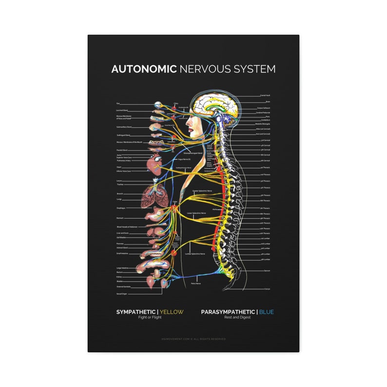Autonomic Nervous System Canvas, Black Spinal Nerve Poster ...