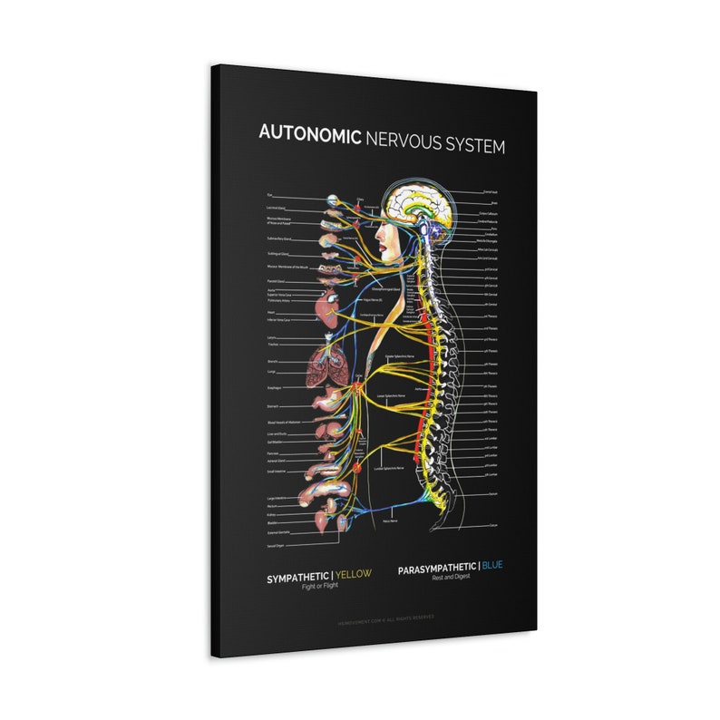 Autonomic Nervous System Canvas, Black Spinal Nerve Poster ...