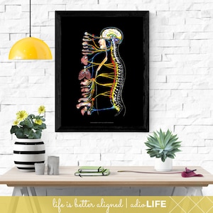 Best Nerve Poster, Spinal ANS Chart, Chiropractic Education, Autonomic Nervous System Chart for Doctor Office, Black, Gift for Chiropractor