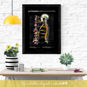 Diagramm des vegetativen Nervensystems, Spinalnerven Poster, Chiropraktiker Ausbildung, ZNS Diagramm für die Arztpraxis, ANS Aquarell