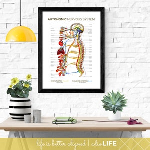 May include: A black framed poster with a white background depicting a detailed illustration of the autonomic nervous system. The illustration shows the spinal cord, brain, and nerves connecting to various organs. The text "AUTONOMIC NERVOUS SYSTEM" is at the top of the poster. The poster is hanging on a white brick wall.