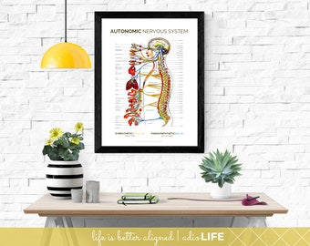 Spinal Nerve Poster ANS Chart, Chiropractor Education, Autonomic Nervous System Chart for Doctor Office, Chiro Wall Art, Chiropractor Chart