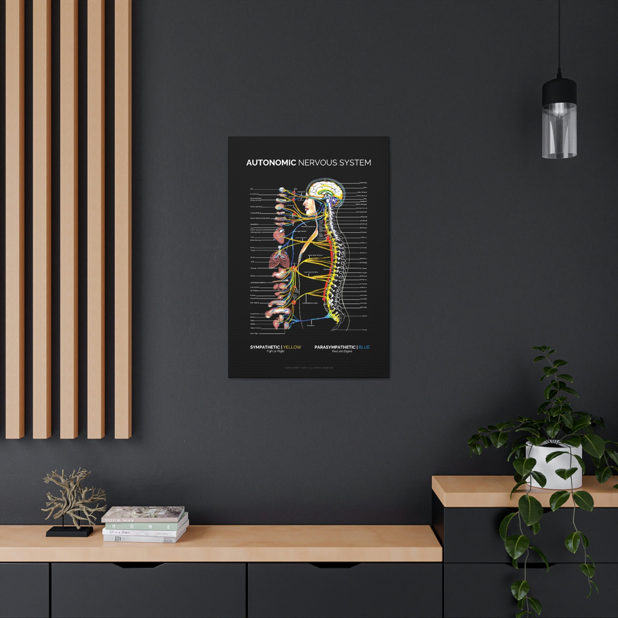 Autonomic Nervous System Canvas, Black Spinal Nerve Poster ...