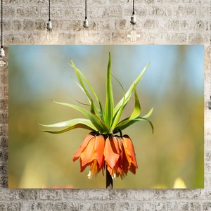 Orange Fritillaria, Flower Photograph, Orange Flower, Canvas Art, Wall Art, Nature Photograph, Fine Art Print, Home Décor, Wall Hangings