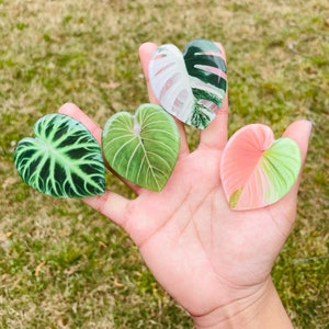 7 NIEUWE Monstera Phone Grip Caps, Acryl Leaf Phone Grip Topper-Resin Rare Plant Phone Grip Cap-Anthurium-Gloriosum- Rare Plan Phone Grip Cap