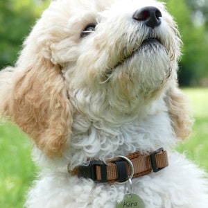 May include: A fluffy cream and tan dog with curly fur wearing a brown nylon collar with a black plastic buckle and a round silver metal identification tag engraved with the name Kira, a paw print icon, and the phone number 0176 123456789.