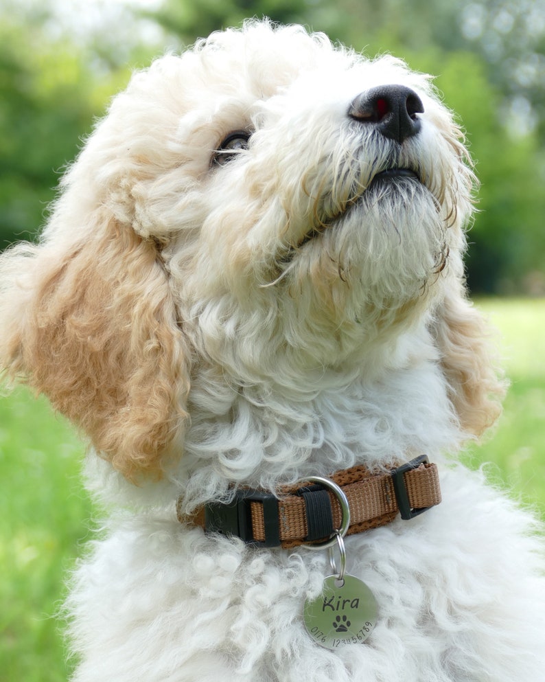 May include: A fluffy cream and tan dog with curly fur wearing a brown nylon collar with a black plastic buckle and a round silver metal identification tag engraved with the name Kira, a paw print icon, and the phone number 0176 123456789.