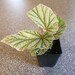 Samantha Doerr reviewed Angel Wing Begonia, Rhizomatous Begonia, Begonia frosty