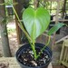 Jazmin Nelson reviewed Young Monstera Deliciosa  Live plant,