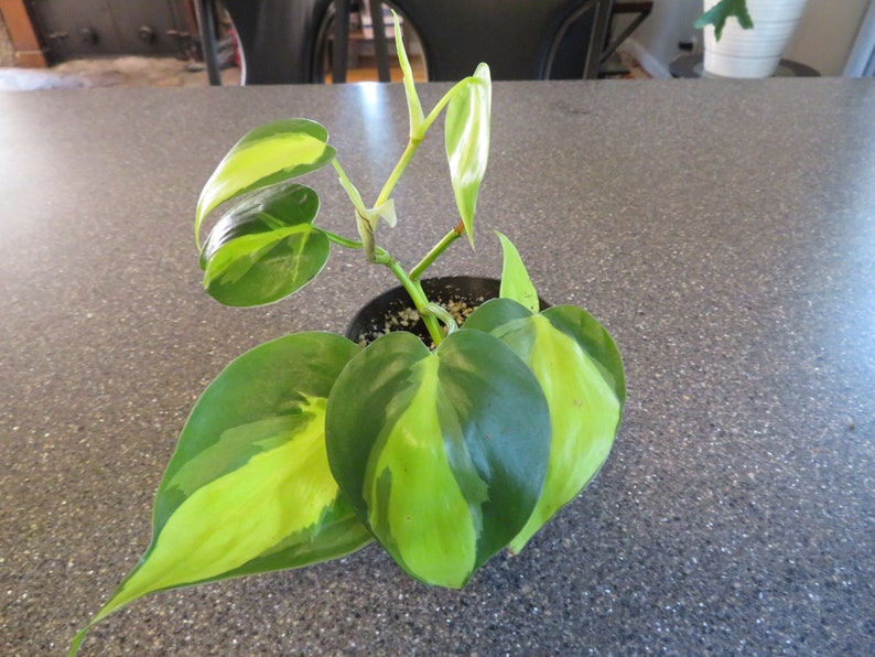 Philodendron Brasil Rooted Cutting image 0