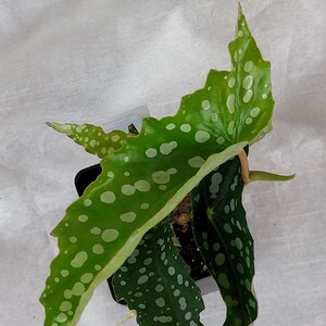 Begonia U168 Etsy