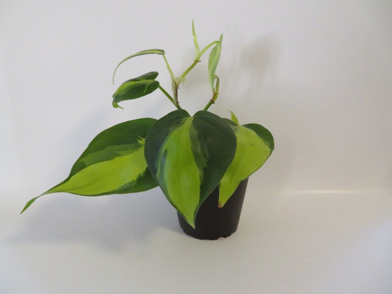 Philodendron Brasil Rooted Cutting image 1