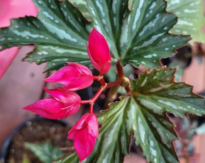 Begonia Lana/angel Wing Begonia/cane Begonia Etsy