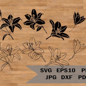 Modelo de lírio svg, clipart de flores, cricut, arquivos de corte de silhueta, Lilly PDF, download de Lilly, download instantâneo, pacote de lírio svg