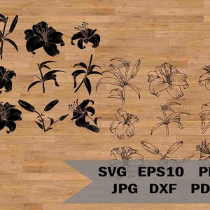 Lilie Clipart, Lilie Vorlage svg, Blumen Clipart, Cricut, Silhouette schneiden, Lilly PDF, Lilie Download, Instant Download, Lilien bündel svg