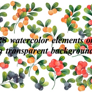 PNG Watercolor Elements, Bright berries, Branches with berries and leaves, Instant Upload, Digital Product, high resolution