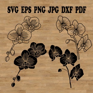 Orquídea Svg lindo clipart floral, cricut botánico, archivo SVG botánico, camisa floral Svg, taza de flores Svg, orquídea de plantilla, flores tropicales Svg