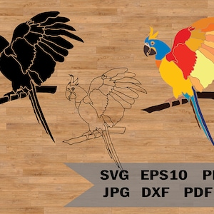 Plantilla de loro svg, imagen de plantilla de pájaro loro tropical, diseño de impresión descarga digital, archivo Cricut svg, diseño SVG para siluetas