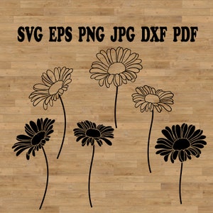 Arquivo svg de flores de camomila, svg botânico, svg de flores silvestres, svg de margaridas, svg de feixes florais, svg de flores, Clip Art de ervas, Flores de camomila