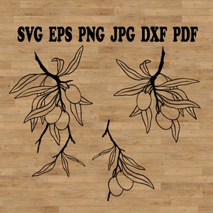File svg di ramo d'ulivo per il taglio, stampa di ramo d'ulivo, invito di nozze png, matrimonio con ramo d'ulivo, ulivo, vettore di olio d'oliva, svg botanico