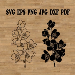 Jazmín Svg, contorno floral SVG, flores bohemias SVG, flores simples SVG, ramo de flores SVG, flores de jardinería SVG, botánico SVG