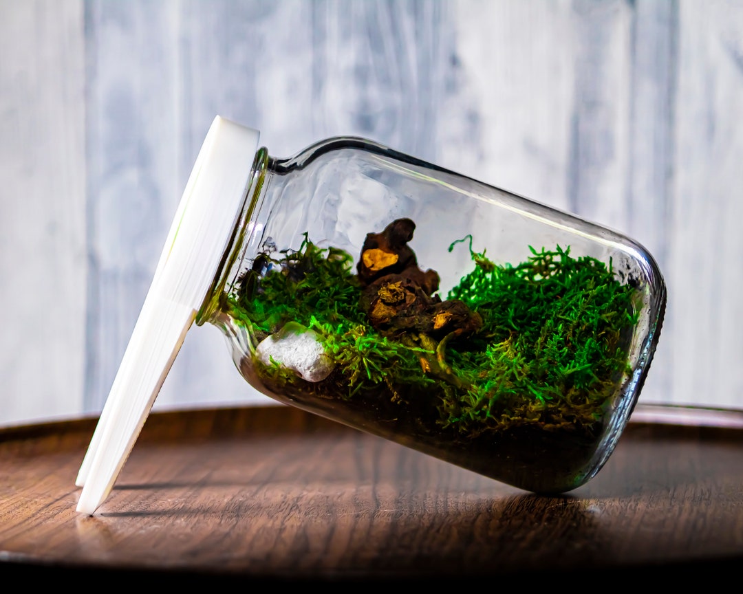 Terrarium Enclosure Stand, Terrarium Kit, Jar Terrarium, Moss Terrarium