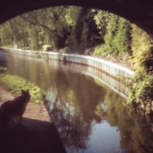 May include: A silhouette of a cat sitting on a path next to a canal. The canal is lined with a white concrete wall and lush green foliage. The water is still and reflects the surrounding trees.