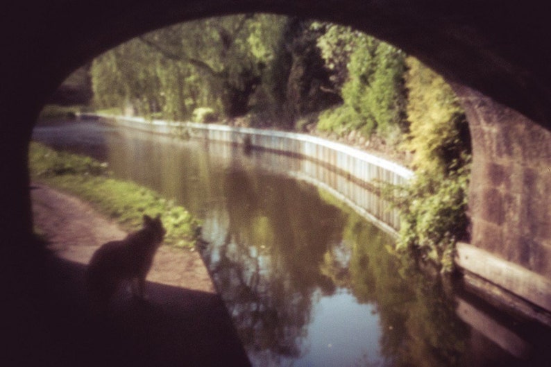 May include: A silhouette of a cat sitting on a path next to a canal. The canal is lined with a white concrete wall and lush green foliage. The water is still and reflects the surrounding trees.