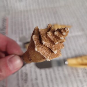 May include: A close-up of a brown seashell with a spiral pattern. The shell is smooth and has a white tip.