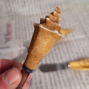 May include: A close-up of a brown seashell with a white tip. The shell is spiraled and has a textured surface. The shell is being held by a hand.