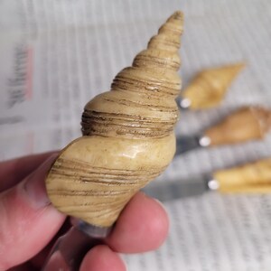 May include: A set of four wooden bottle stoppers shaped like seashells. The stoppers are made of light brown wood with a natural finish. Each stopper has a unique shape and size.