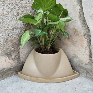 May include: A light brown ceramic planter with a wide, rounded base and a slightly raised rim. The planter is filled with a green leafy plant with white variegation.