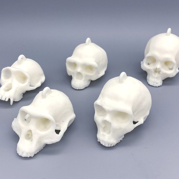 Evolution of Man 3D Printed Hominid Skull Ornaments for Holiday and Home Decor, Christmas Gift, Holiday Gift, Decorations