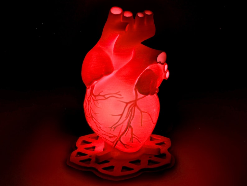 Human Heart 3D Printed Accent Lamp Anatomical Table Lamp - Etsy