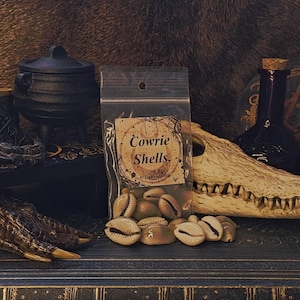 Può includere: Un sacchetto trasparente pieno di conchiglie di cauri, con un'etichetta che recita "Cowrie Shells". Le conchiglie sono beige e marroni. Lo sfondo include un calderone nero, un teschio di coccodrillo e una bottiglia blu scuro.