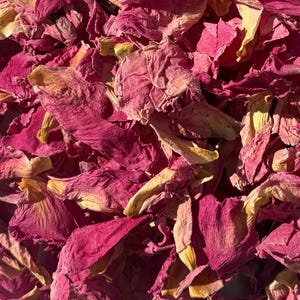 Può includere: Primo piano di petali di fiori rosa e gialli secchi. I petali sono di un colore rosa intenso con alcuni bordi gialli e marroni. I petali sono sparsi e sembrano secchi.