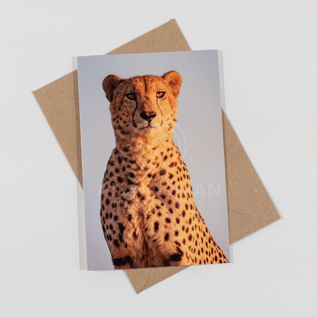 Cheetah Photo Notecards - South African Safari Stationery Set - Etsy