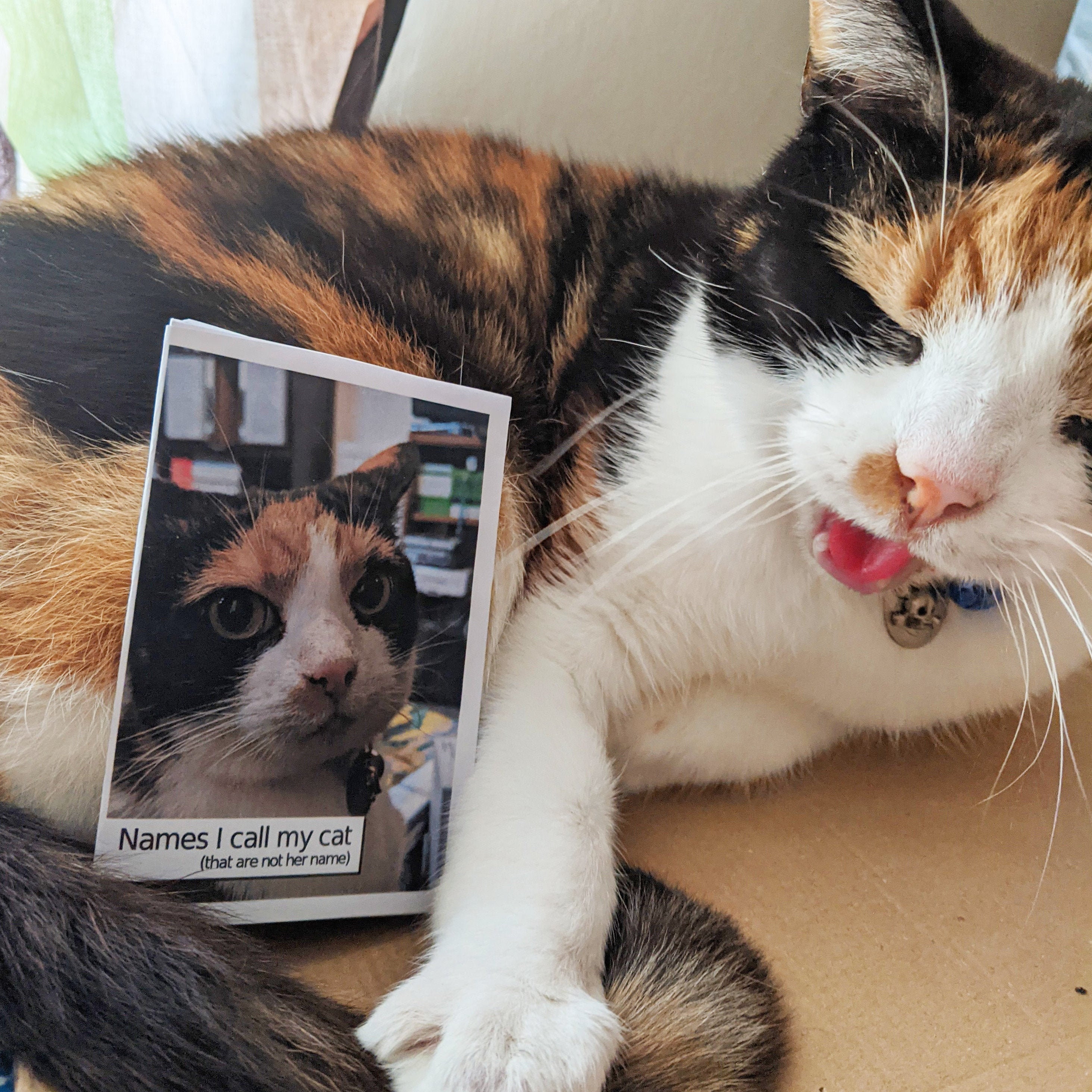 Names I Call My Cat that Are Not Her Name Zine Etsy UK