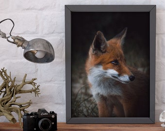 Fuchs Print - Waldtiere Poster - Fuchsbaby in Holland - Tier Foto