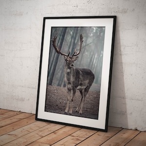 Hirsch im Wildpark - Poster - Damwild im Wald Print