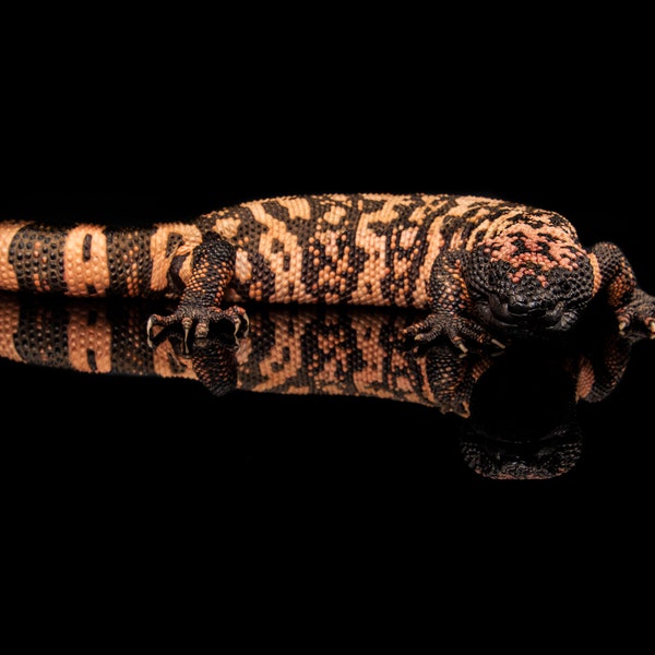 Gila Monster Stuffed Animal - Etsy