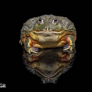 May include: A large green frog with orange and yellow markings on its belly and legs, sitting on a black surface and looking directly at the camera.