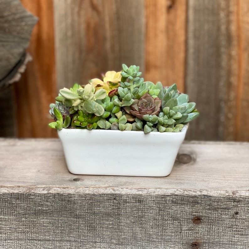 Succulent Gift for Office Succulents Sympathy Gift for Friend Etsy