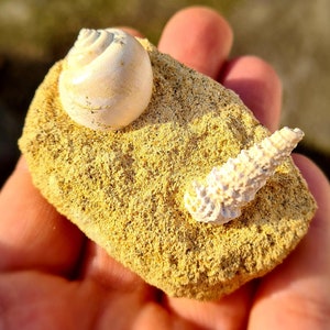 Turritella sp. Fossil, Burdigalian - Early Miocene, 16 - 20 Ma. Bordeaux, France; 42g, 2,5&quot;